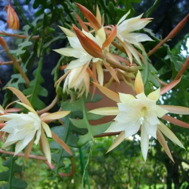 The Natural World Epiphyllum anguliger kamerplant geurend