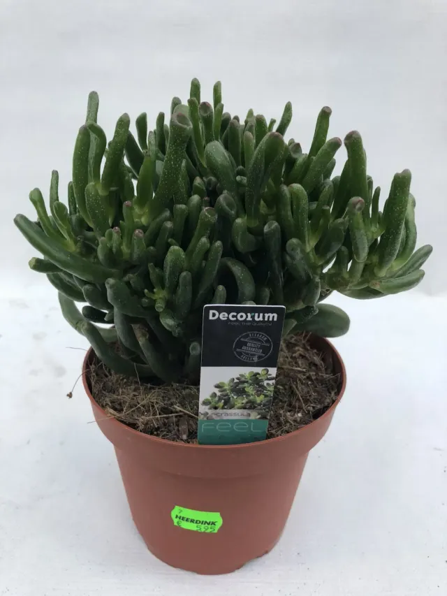 Tuincentrum Heerdink Crassula Horntree vetplant
