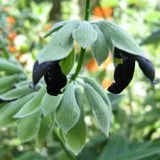 The Natural World Salvia discolor salie plant P9 zwart