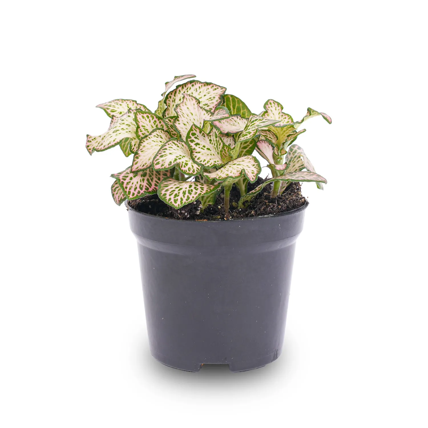 Urbanjungl Fittonia Pink Tiger mozaiekplant 10 cm roze