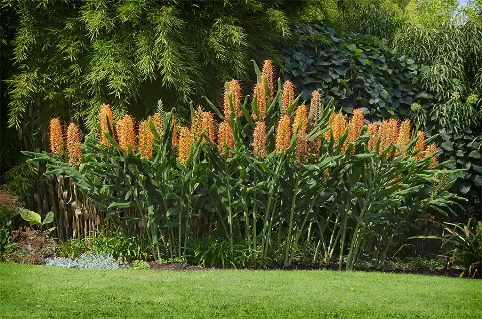 The Natural World Hedychium Tara plant oranje