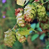 The Natural World Humulus Northern Brewer hopplant