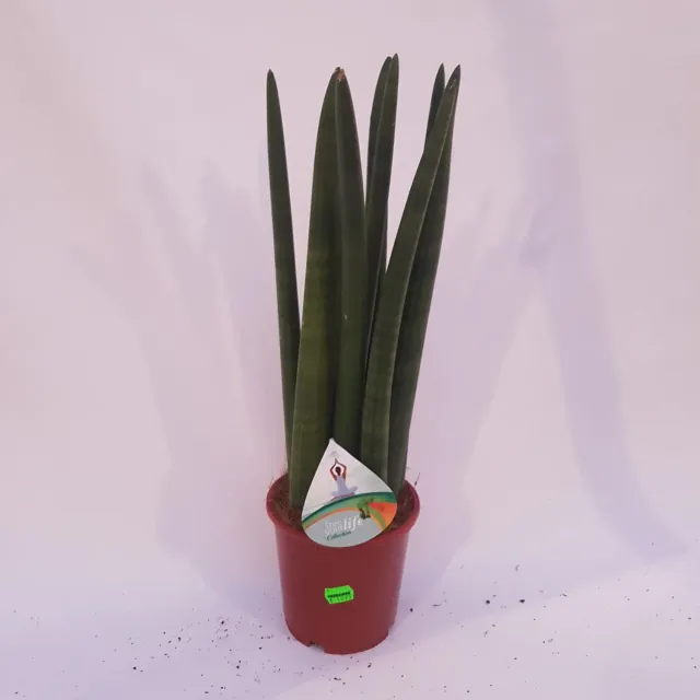Tuincentrum Heerdink Sansevieria Cylindrica Vrouwentong Kamerplant