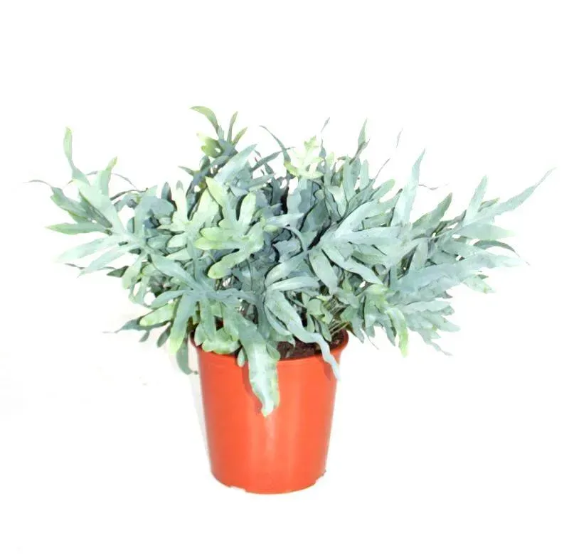 Tuincentrum Heerdink Phlebodium Blue Star blauwvaren 40 cm