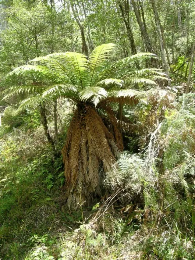 The Natural World Dicksonia fibrosa boomvaren winterhard