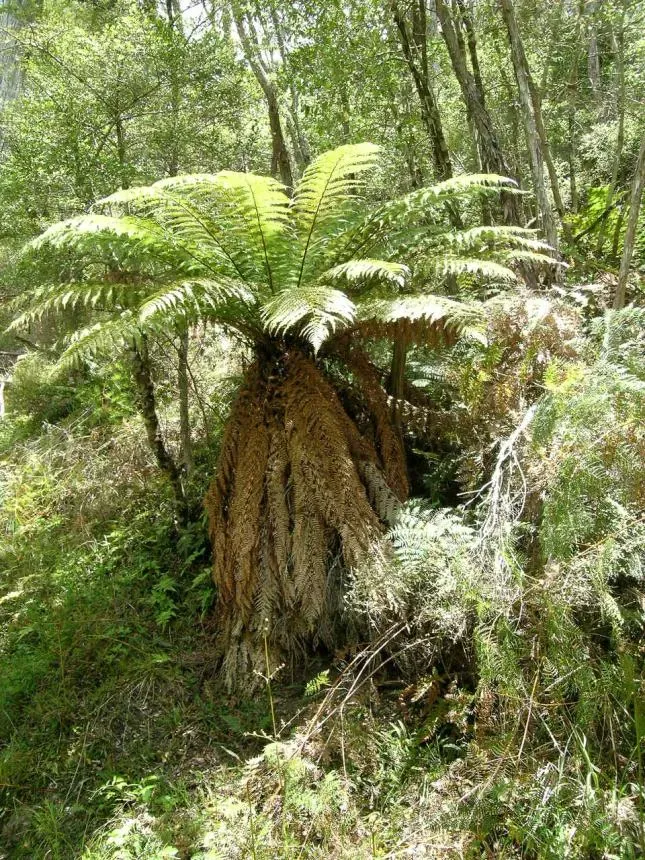 The Natural World Dicksonia fibrosa boomvaren winterhard