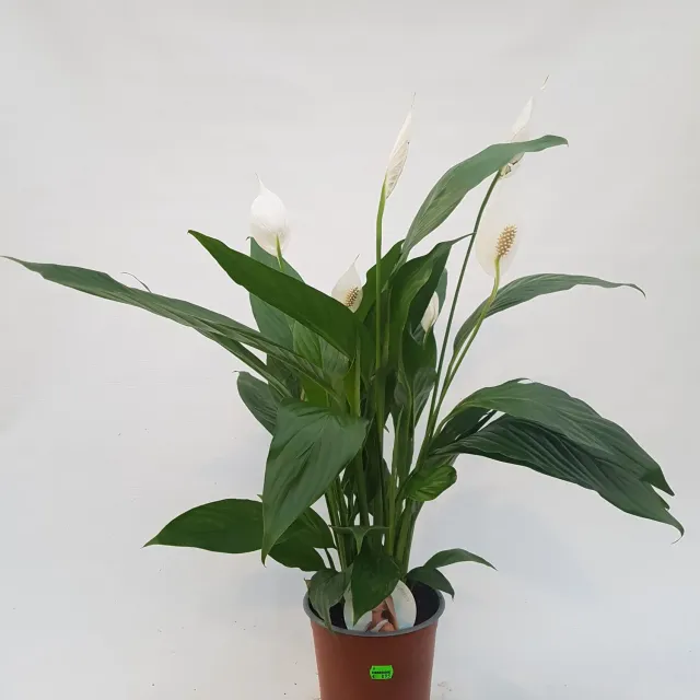 Tuincentrum Heerdink Spathiphyllum lepelplant 65 cm luchtzuiverend
