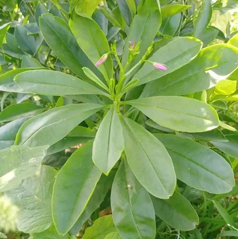 The Natural World Talinum paniculatum plant eetbaar blad