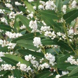 The Natural World Hardenbergia Free N Easy klimplant paars
