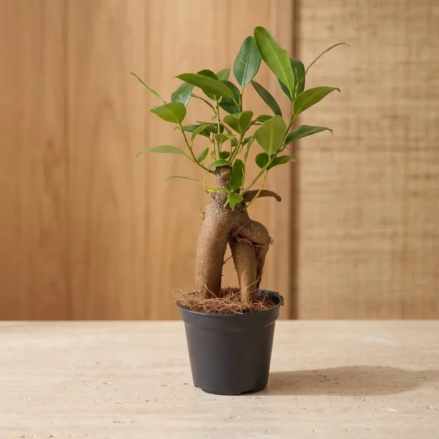 Urbanjungl Ficus Ginseng bonsai Microcarpa Ø 6 cm 15 cm