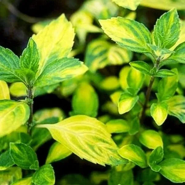 The Natural World Mentha Ginger muntplant gember P9