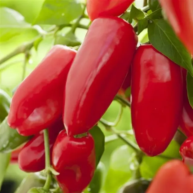 The Natural World Paprika Snacking Red plant zoet