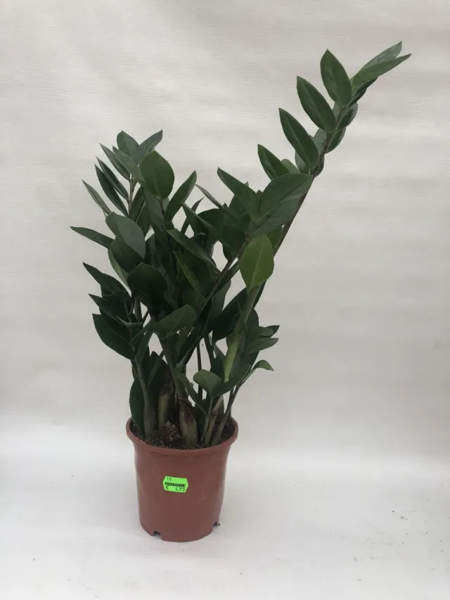 Tuincentrum Heerdink Zamioculcas zamiifolia 40 cm pot 13 groen
