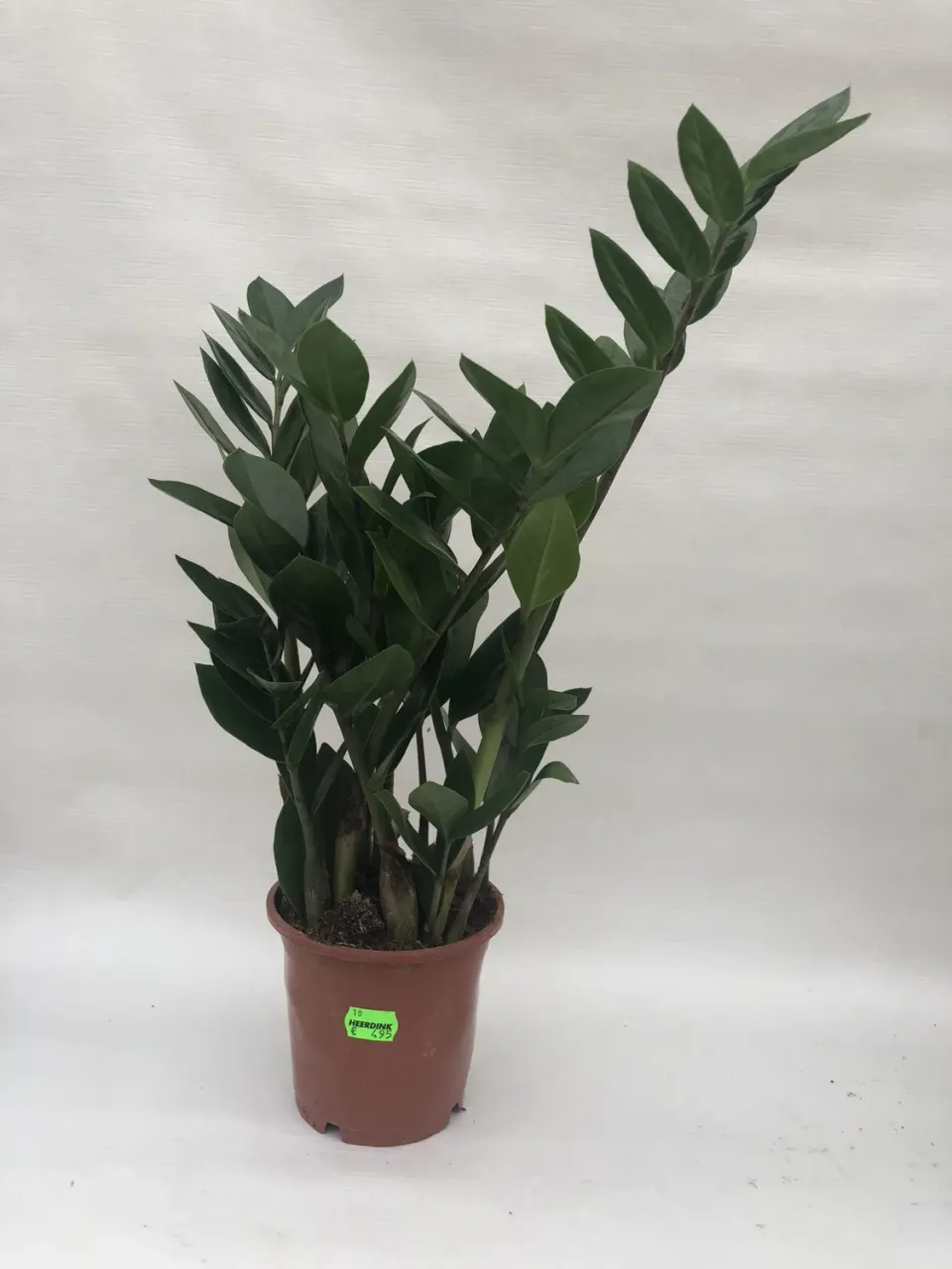 Tuincentrum Heerdink Zamioculcas zamiifolia 40 cm pot 13 groen