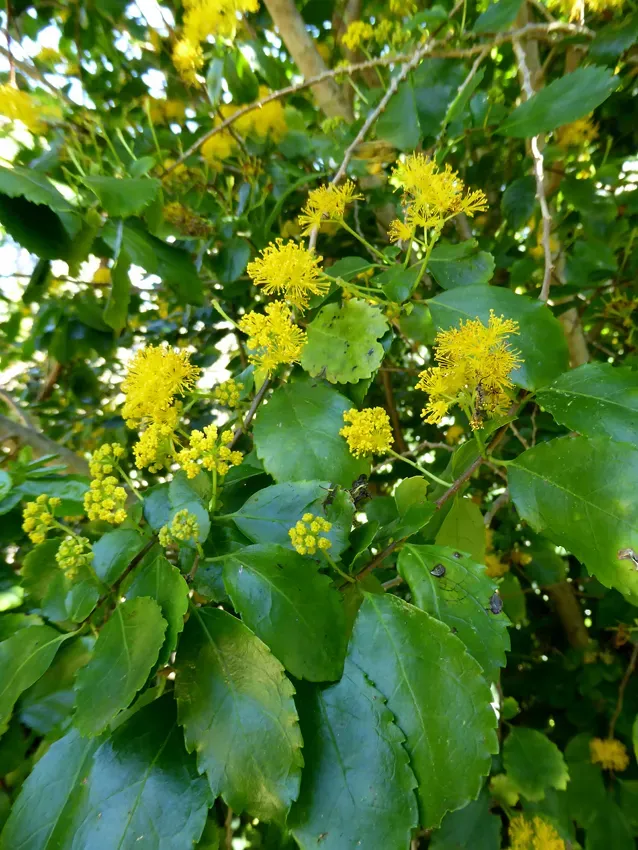 The Natural World Azara Dentata struik wintergroen