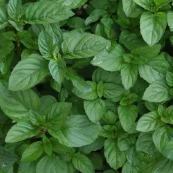 The Natural World Mentha x piperita Lime muntplant eetbaar