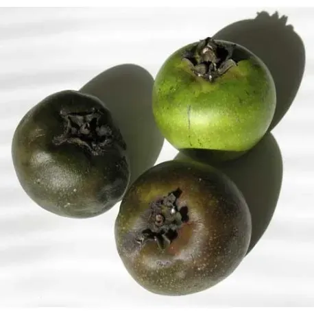 The Natural World Diospyros digyna fruitplant zwart vruchtvlees
