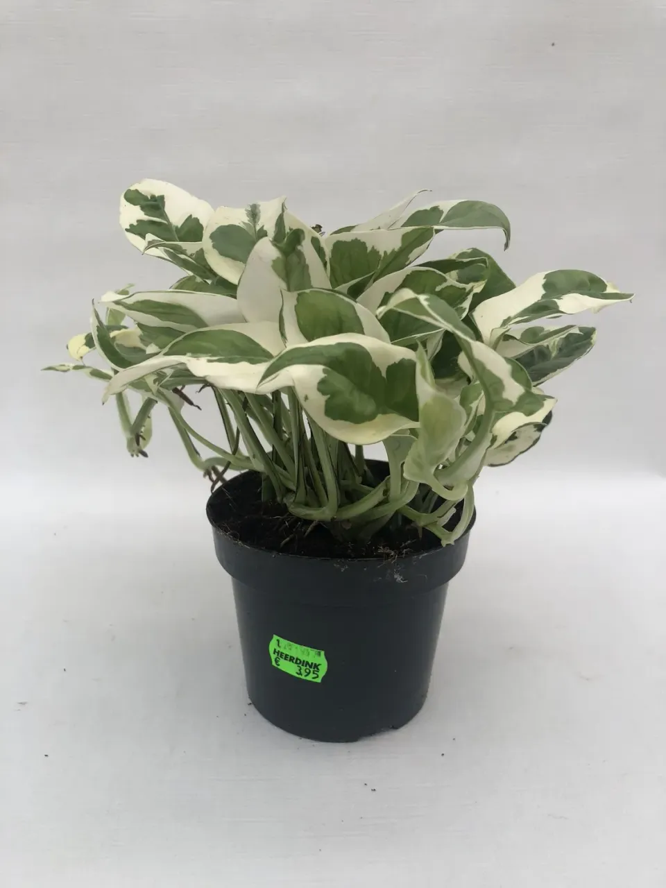 Epipremnum aureum N’Joy hangplant bont blad