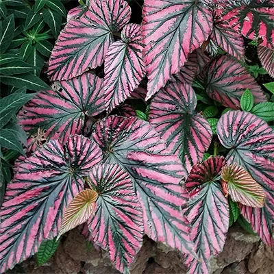 The Natural World Begonia brevirimosa plant rozeblad