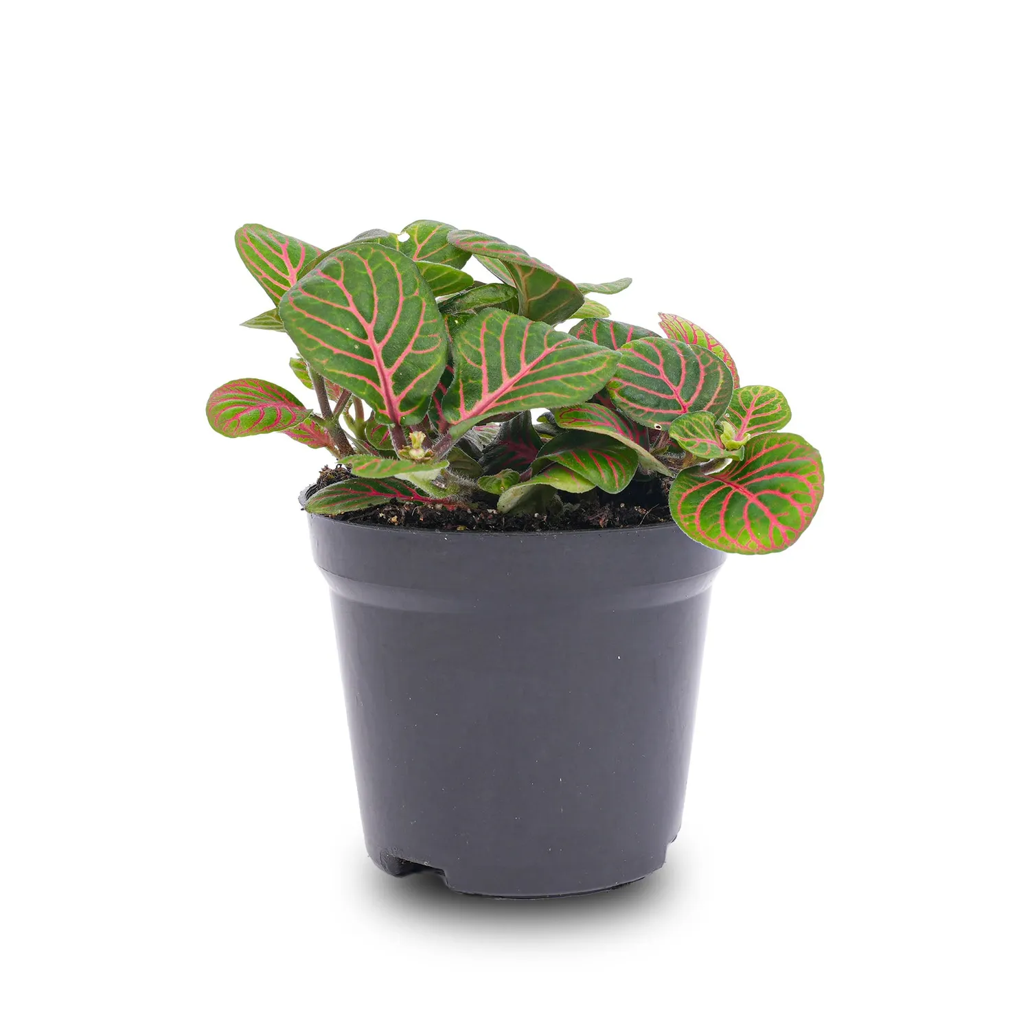 Urbanjungl Fittonia Bubble Red mozaiekplantje 10 cm