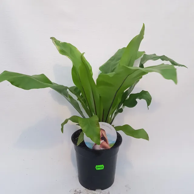 Tuincentrum Heerdink Asplenium nidus nestvaren kamerplant groen