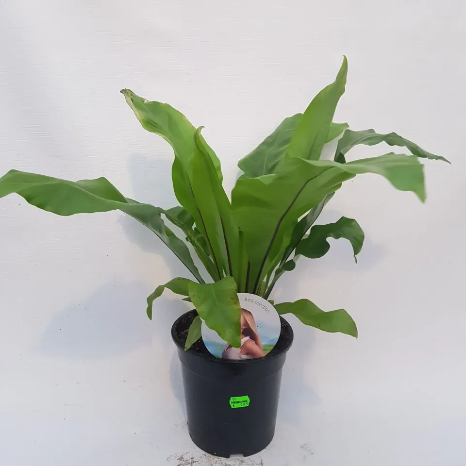 Tuincentrum Heerdink Asplenium nidus nestvaren kamerplant groen
