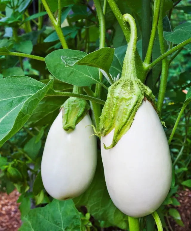 The Natural World White Eggs aubergineplant wit eetbaar