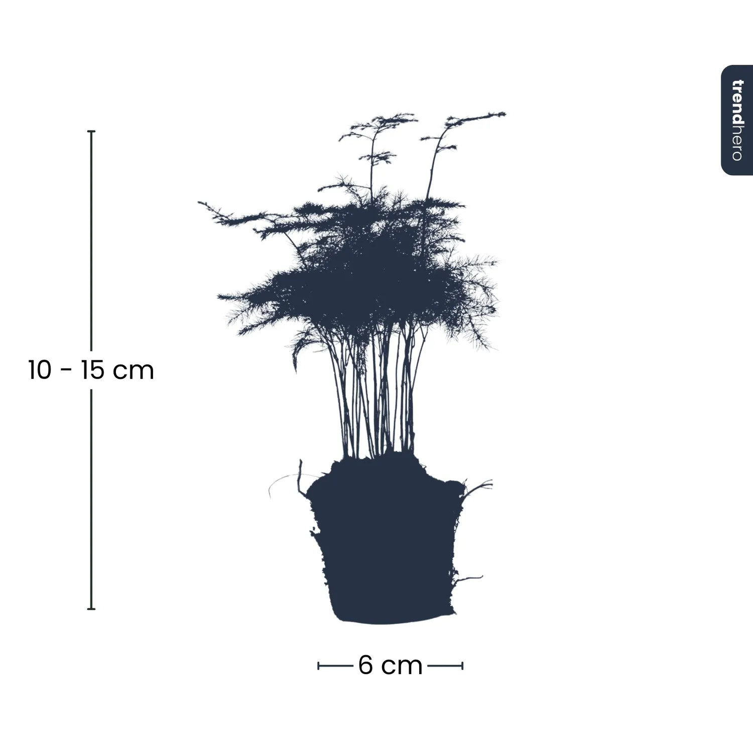 Urbanjungl Asparagus kamerplant pot 6 cm 15-20 cm