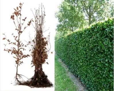 Tuincentrum Heerdink Fagus sylvatica beuk plant 100-125cm groen