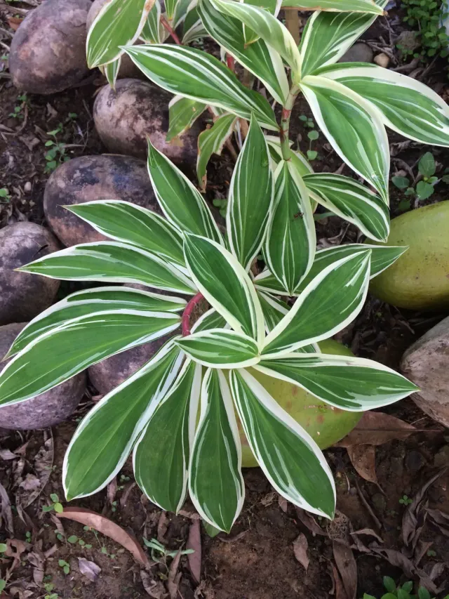 The Natural World Costus arabicus Variegata plant bont