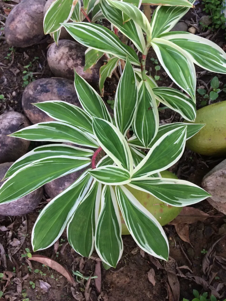 The Natural World Costus arabicus Variegata plant bont