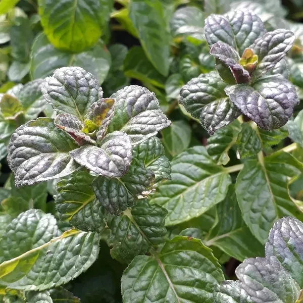 The Natural World Mentha Black Currant muntplant eetbaar