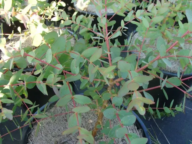 The Natural World Eucalyptus parvifolia P11 grijsgroen