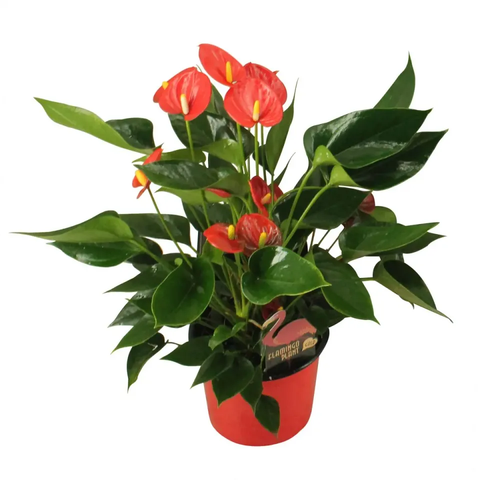 XL-Bloom YoungPlants XL.34 jonge plant Arisa Red rood
