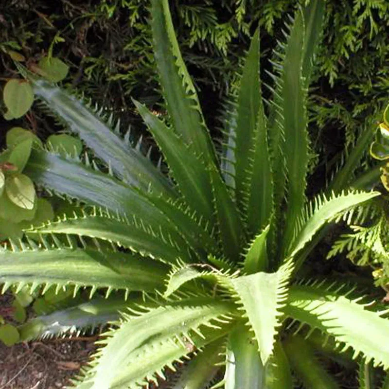 The Natural World Eryngium agavifolium plant winterhard