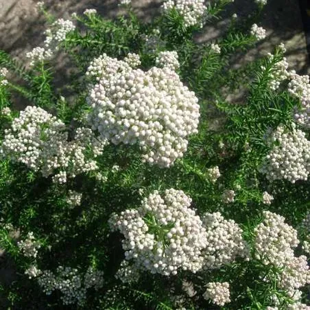 The Natural World Ozothamnus rosmarinifolius struik groenblijvend