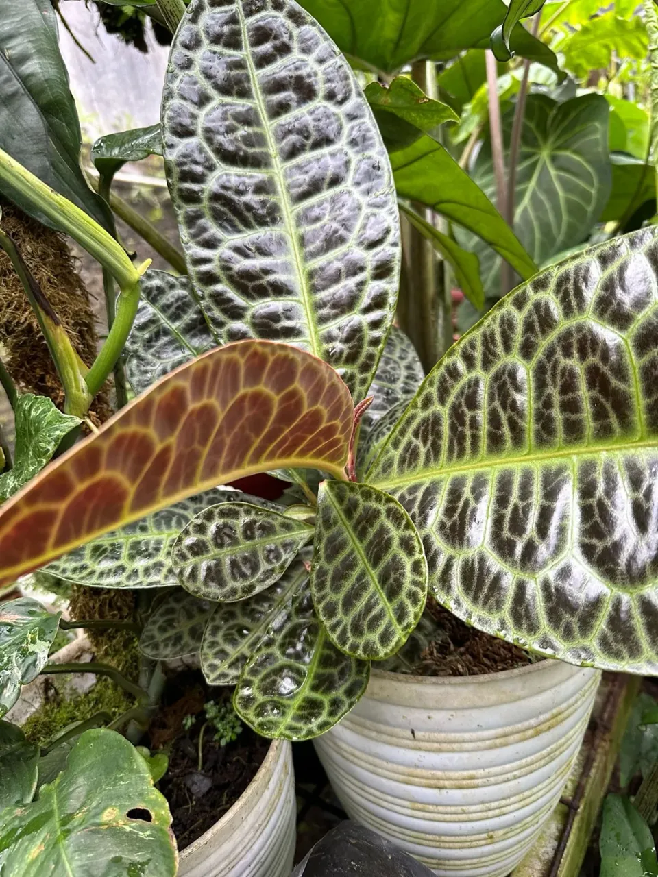 The Natural World Labisia obtusifolia kamerplant donker blad