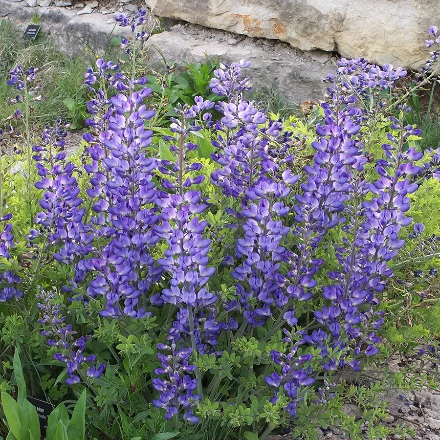 The Natural World Baptisia australis vaste plant blauw