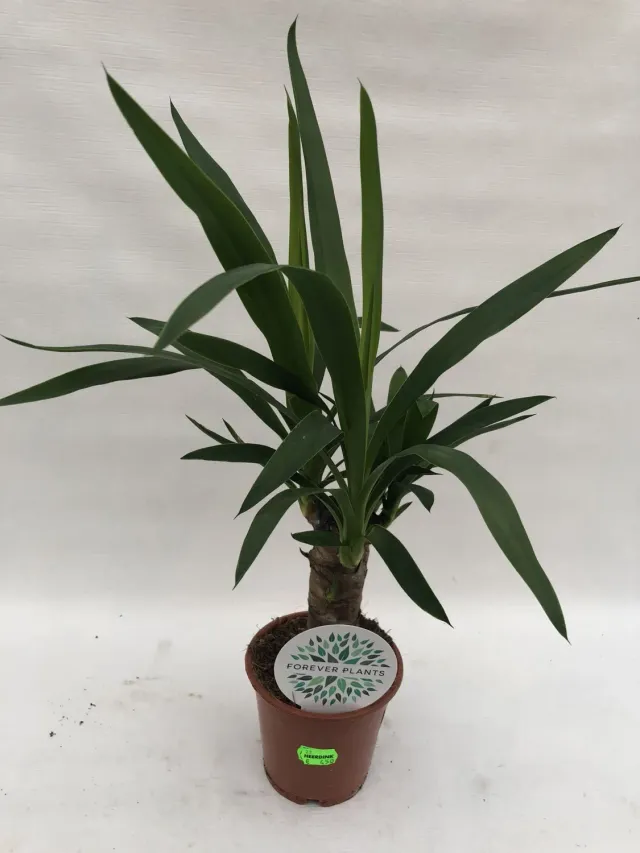 Tuincentrum Heerdink Yucca elephantipes palmlelie 45 cm stoer