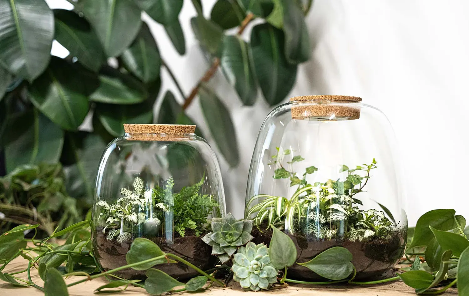Urbanjungl Emma terrarium DIY kit bonsai pink met licht Ø 23 cm