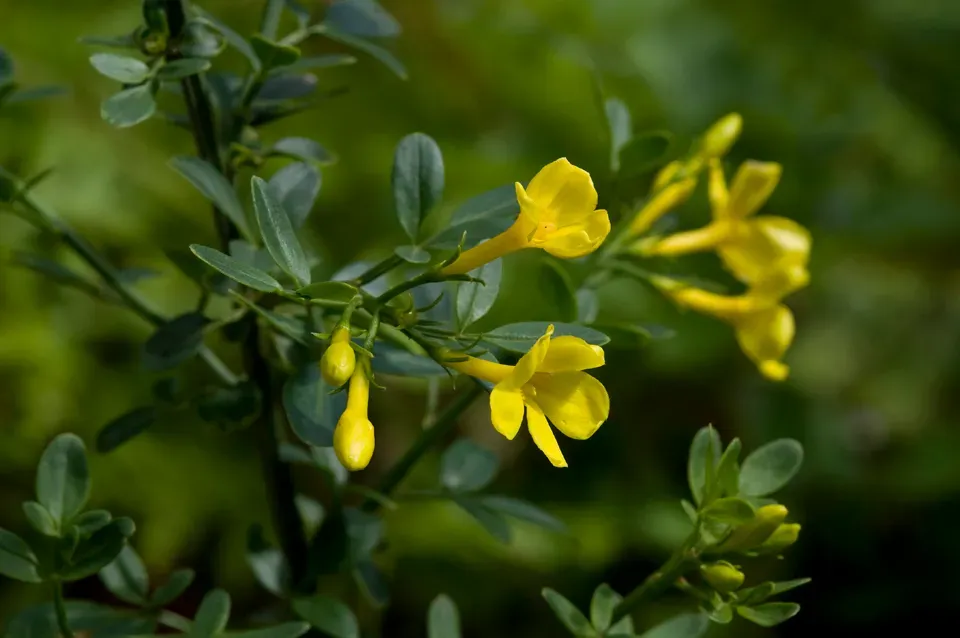 The Natural World Jasminum fruticans jasmijn struik geel