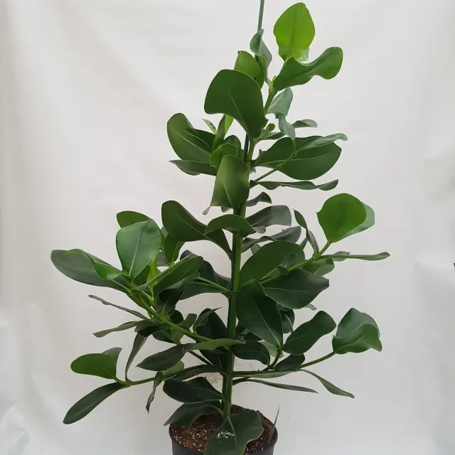 Tuincentrum Heerdink Clusia rosea varkensboom kamerplant 120 cm groen