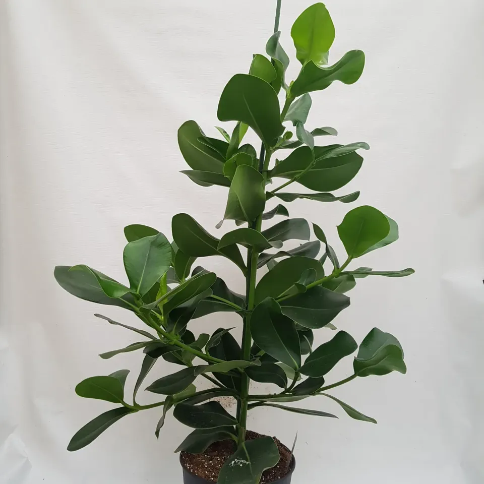 Tuincentrum Heerdink Clusia rosea varkensboom kamerplant 120 cm groen