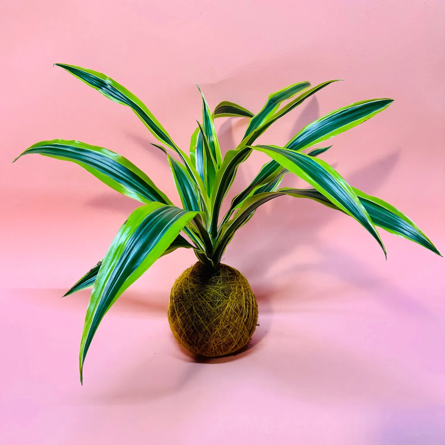 House of Koko Lemon Lime kokedama zonder schaaltje