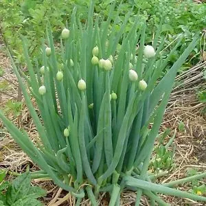 The Natural World Allium fistulosum plant P9 winterui