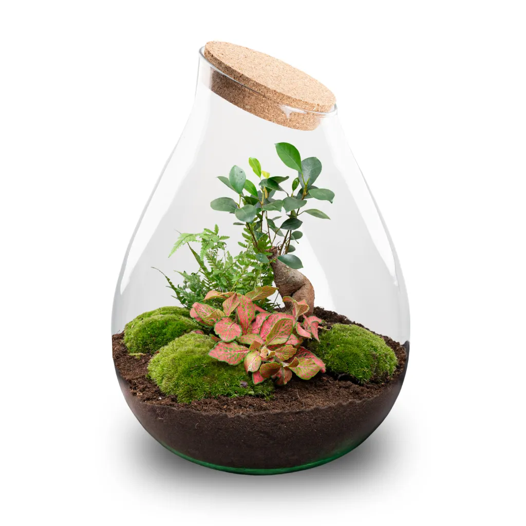 Urbanjungl Drop XXL Bonsai terrarium Ø 34 cm DIY kit