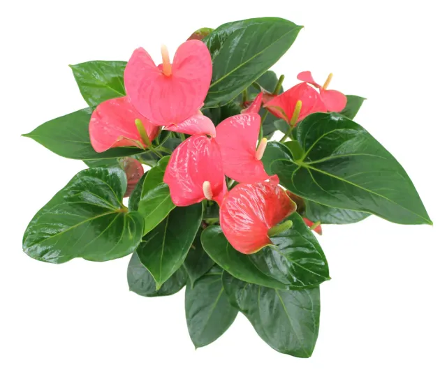 XL-Bloom YoungPlants XL.78 aardbeiplant Sakura Sweet