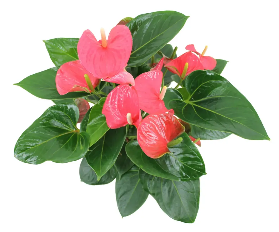 XL-Bloom YoungPlants XL.78 aardbeiplant Sakura Sweet