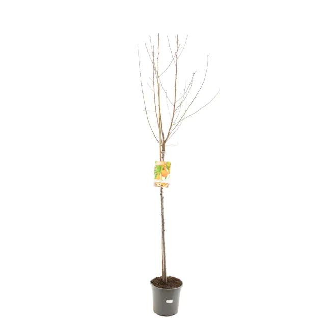 Tuincentrum Heerdink Prunus Amsden perzikboom zelfbestuivend