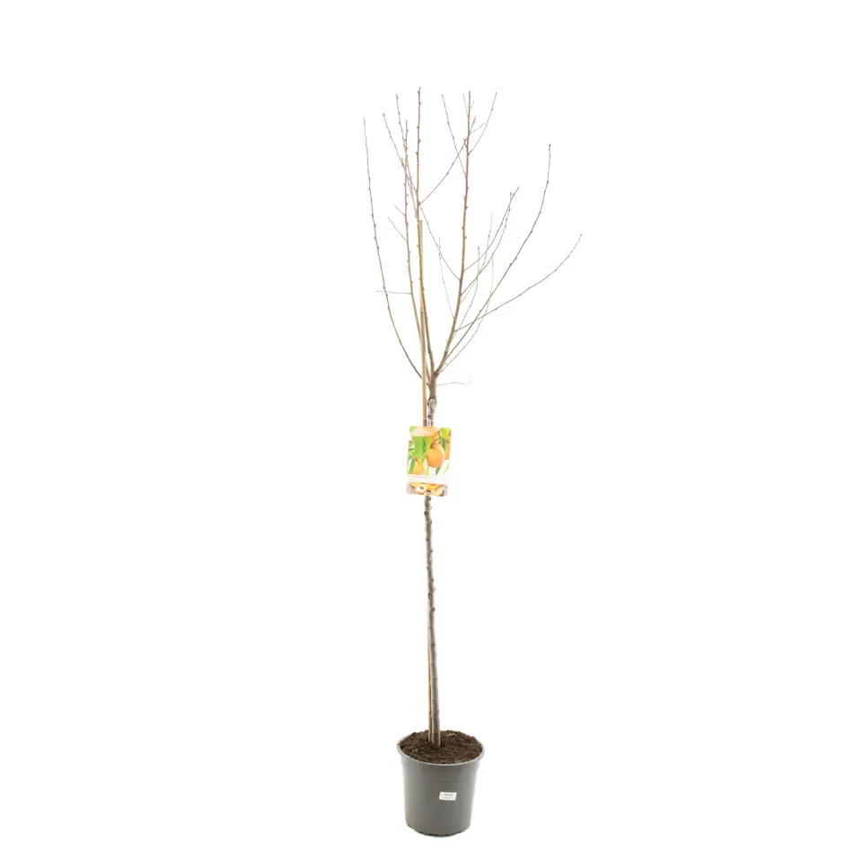 Tuincentrum Heerdink Prunus Amsden perzikboom zelfbestuivend